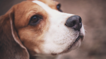 closeup portrait of tricolor beagle dogの写真素材