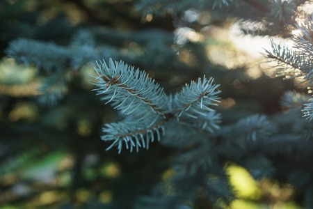 small blue fir tree backlit by sunset light