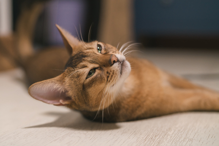 abyssinian cat lying on the floor sadの写真素材