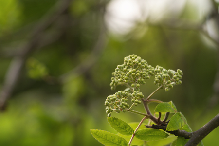rowan tree branch with buds on a spring morningの写真素材