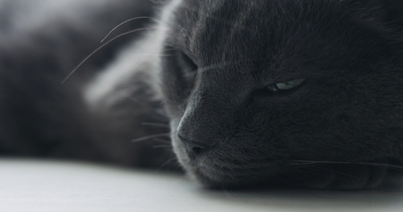 closeup of gray cat sleeping on window shelfの写真素材