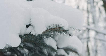 spruce twigs covered by snow