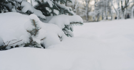 blue spruce twigs covered by snowの写真素材