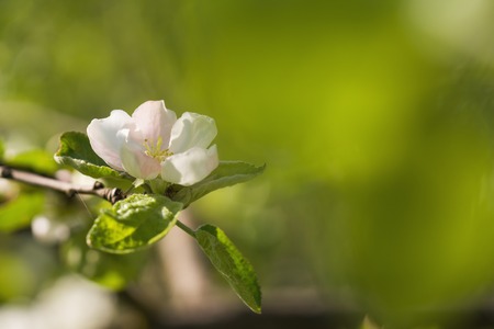 blossoming apple tree in a garben on a sunny summer dayの写真素材