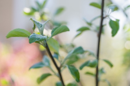 cherry tree branch in a garben on a sunny summer dayの写真素材