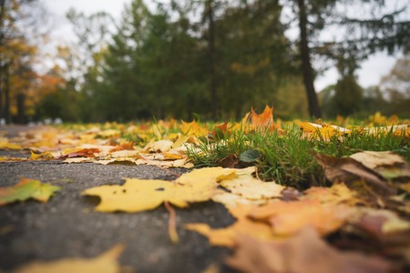 fallen autumn leaves on asphalt sidewalk in mid october closeup low angle photoの写真素材