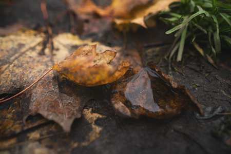 wet fallen autumn leaves on ground in mid october closeup low angle photoの写真素材