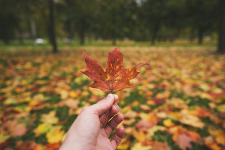 man hand hold autumn maple leaf against fallen leaves on the groundの写真素材