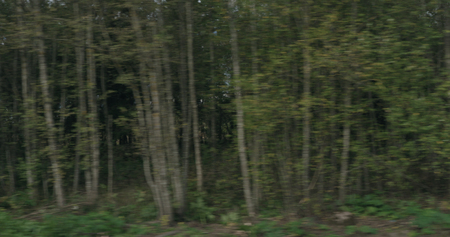 motion blur background side view of mixed forest in early autumn from moving car