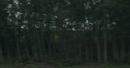 motion blur background side view of mixed forest in early autumn from moving car