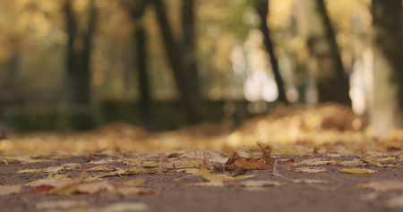 low angle shot of fallen autumn leaves on ground in cityの写真素材