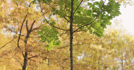 green maple tree in autumn