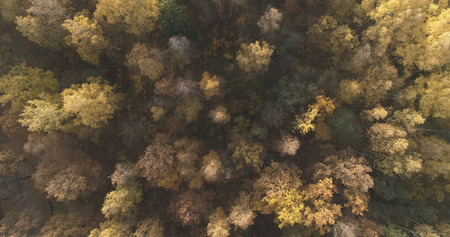 Aerial top view over field and autumn forest in the morning