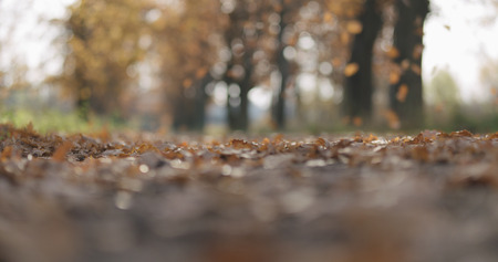 Closeup low angle falling autumn oak leaves in park, wide photoの写真素材