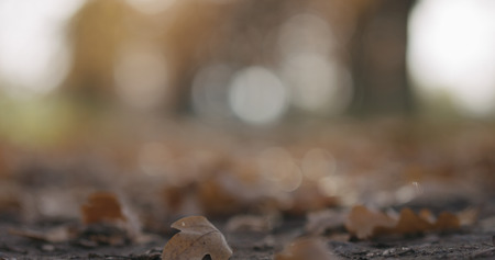 Closeup autumn oak alley in park low angle, wide photoの写真素材