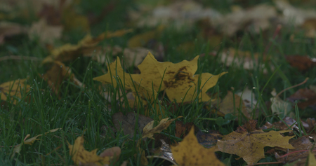 Closeup fallen autumn leaves in the morningの写真素材