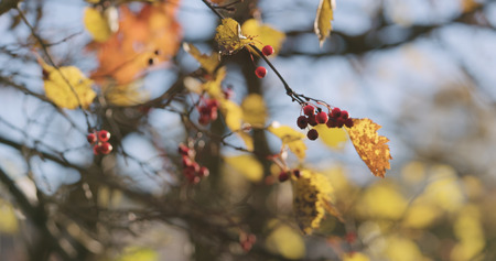 autumn hawthorn berries in the morning, wide photoの写真素材