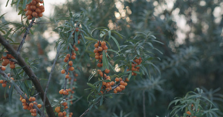 Closeup sea buckthorn berries on the bush, wide photoの写真素材