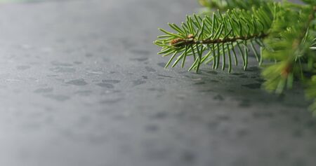 spruce twig on terrazzo countertop with copy spaceの写真素材