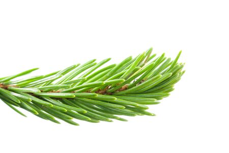 Fresh spruce green branch isolated on white background
