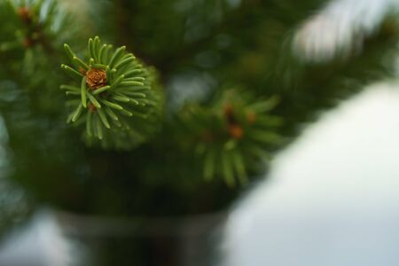 Fresh spruce twigs in glass vase closeup