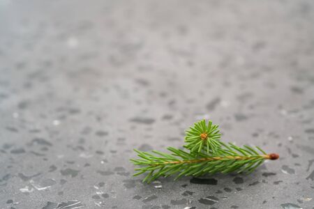 Fresh small green spruce twigs on terrazzo surface with copy space