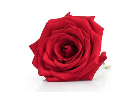 Red rose isolated in white backgroundの写真素材