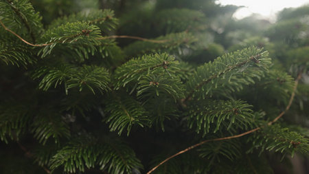 Slow motion handheld shot of green christmass tree indoor