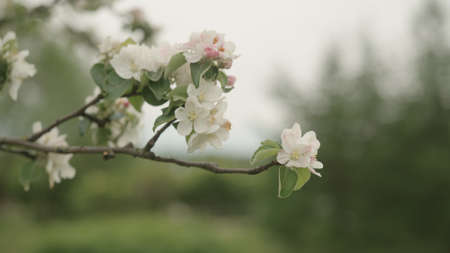 white apple flowers on a young tree closeup