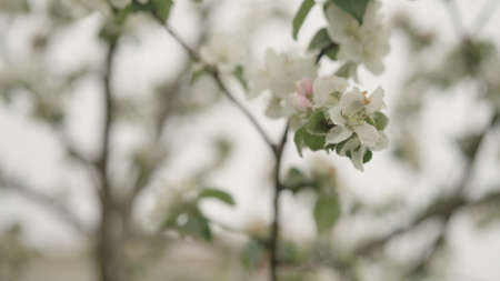 white apple flowers on a young tree closeupの写真素材