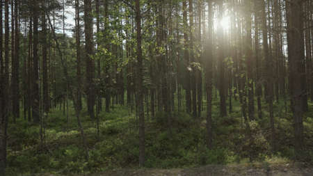 Driving plate through green pine forest on a sunny summer day