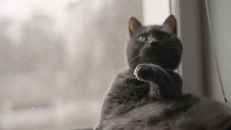 Gray cat cleaning himself on a windowsill