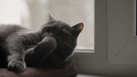 Gray cat cleaning himself on a windowsillの写真素材