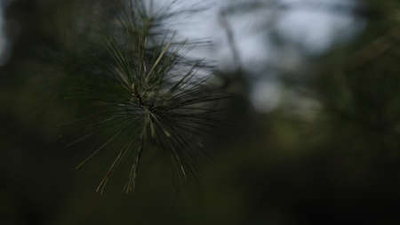 closeup shot of pine tree branch with long needles under evening sunlightの写真素材