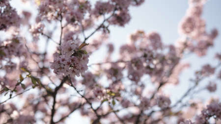 closeup of sakura cherry blossom in springの写真素材