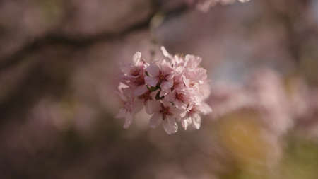 closeup of sakura cherry blossom in spring