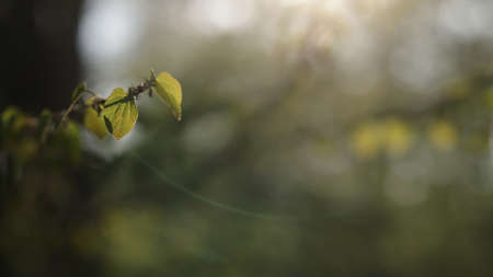 fresh young heart shaped leaves on tree branch with sunset light, wide photo
