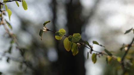 fresh young heart shaped leaves on tree branch with sunset light