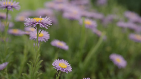 purple alpine aster flowers closeupの写真素材