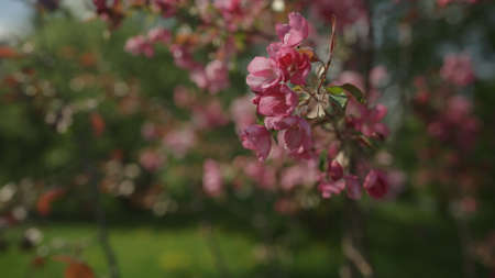 pink apple tree blossom in late sprink or early summer