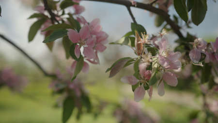 pink apple tree blossom in late sprink or early summer