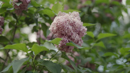 Slow motion lilac flowers in the garden