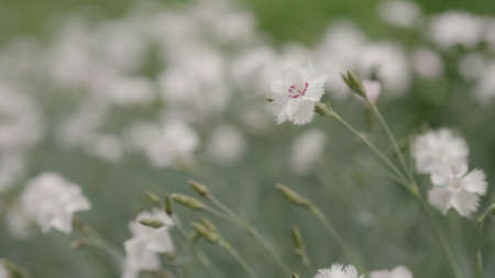 white carnation flowers on a meadowの写真素材