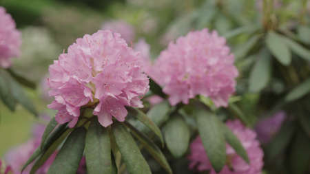 pink azalea flowers in a garden