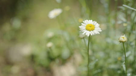 daisy flowers on a field close upの写真素材