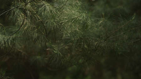 Pinus wallichiana branches close up