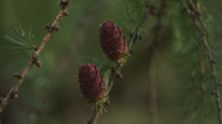larch branches with cones on a summer dayの写真素材