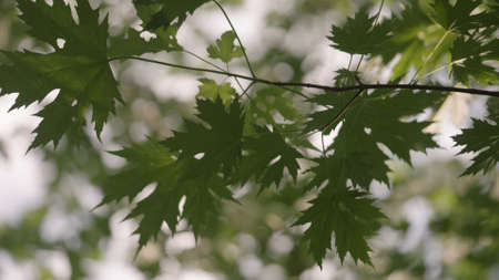 maple leaves with sun leaks