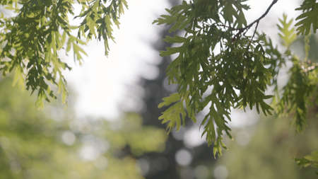 green oak leaves swaying on a wind