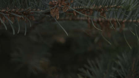 yew branches close up shot